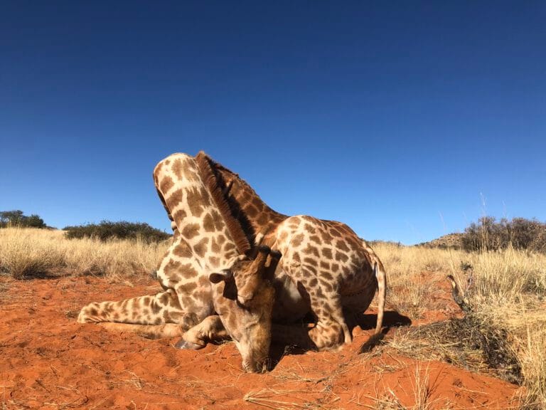 Giraffe