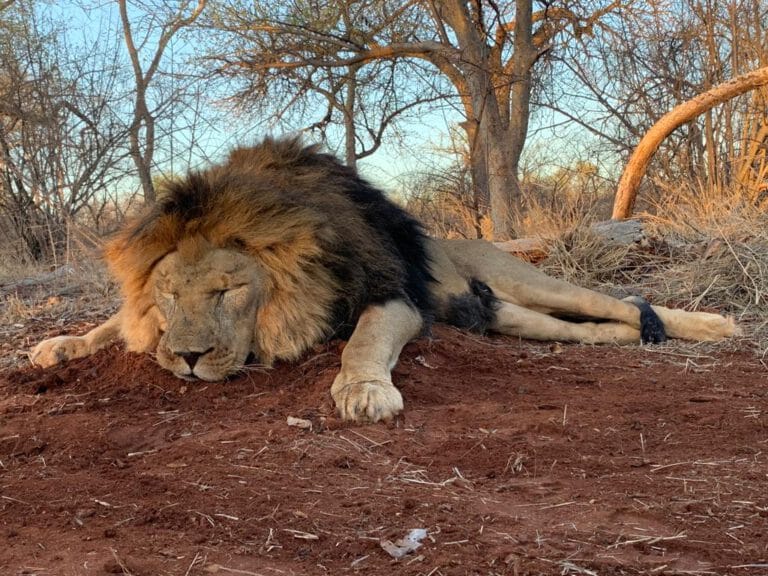 Lion