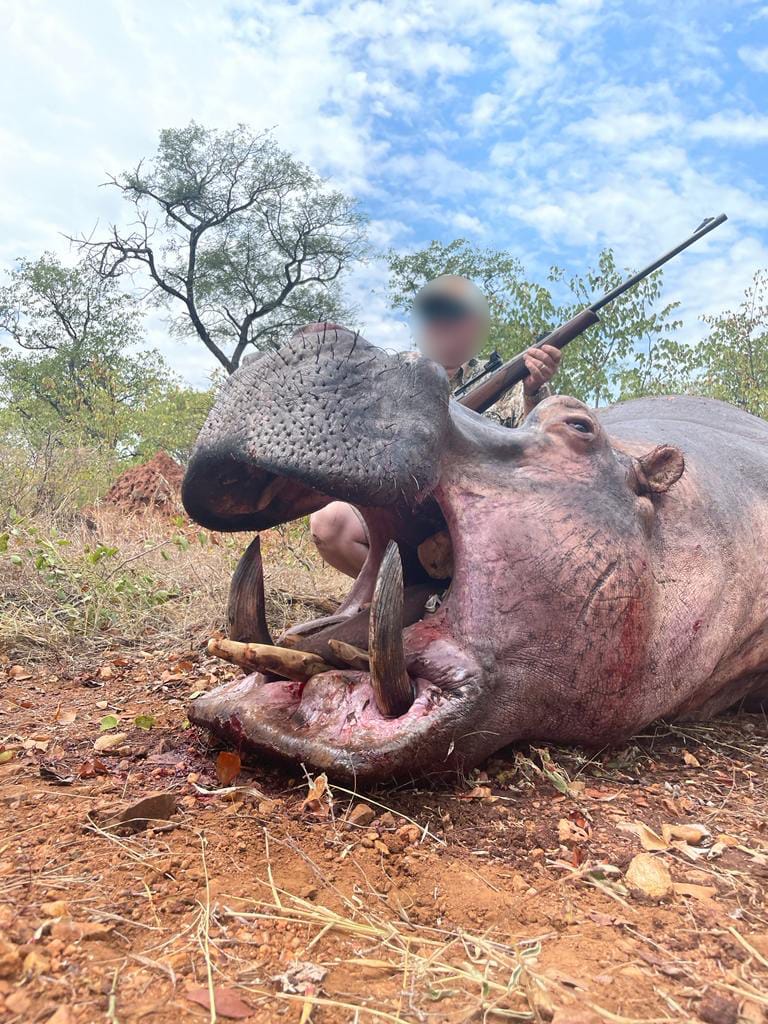 Hippo