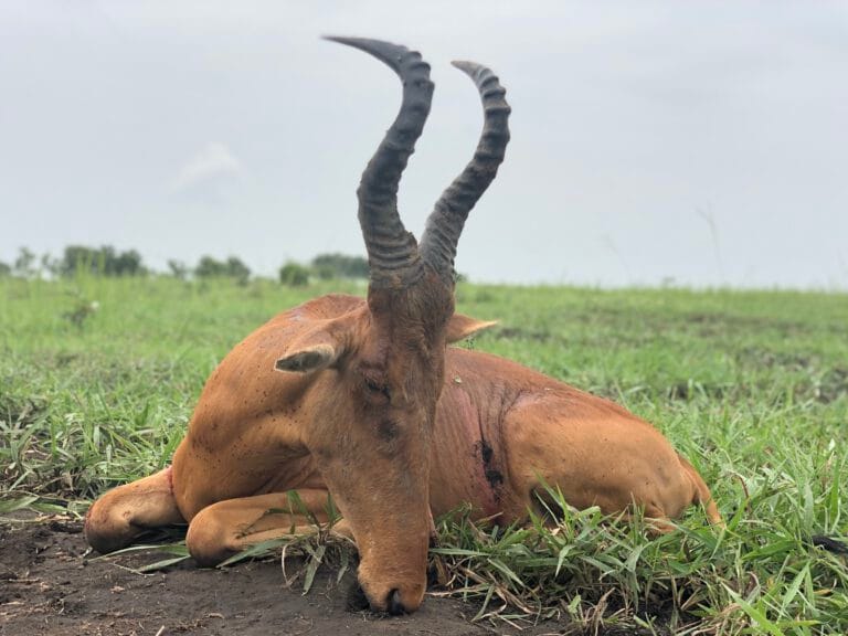 Red Hartebeest