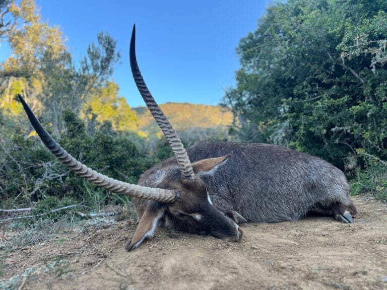 Waterbuck Safari