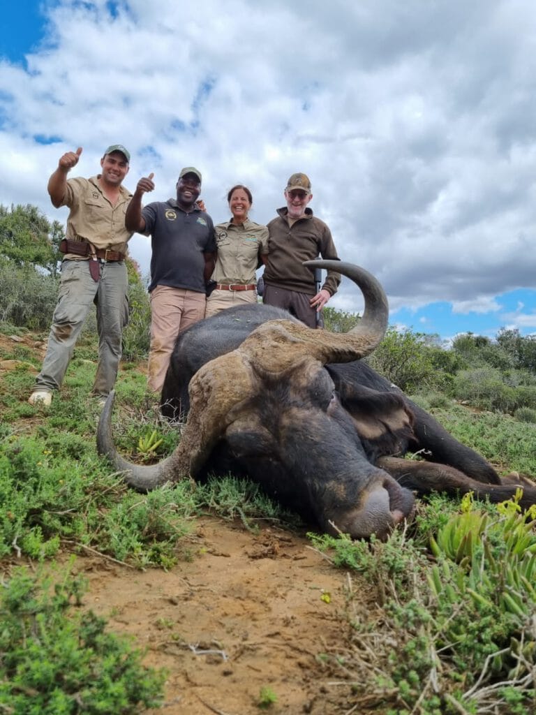 Cape Buffalo · 40–42″