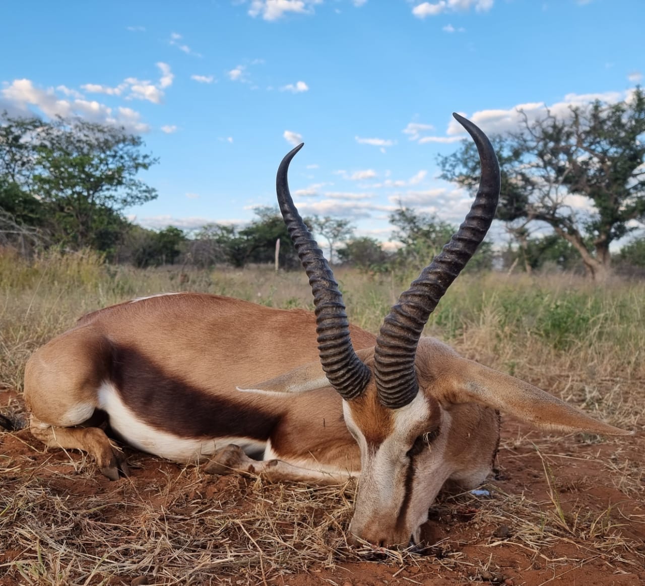 Thwane Safaris Namibia Hunting Safaris photograph 9