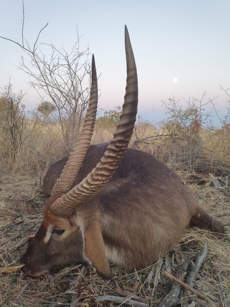 Thwane Safaris Namibia Hunting Safaris photograph 10