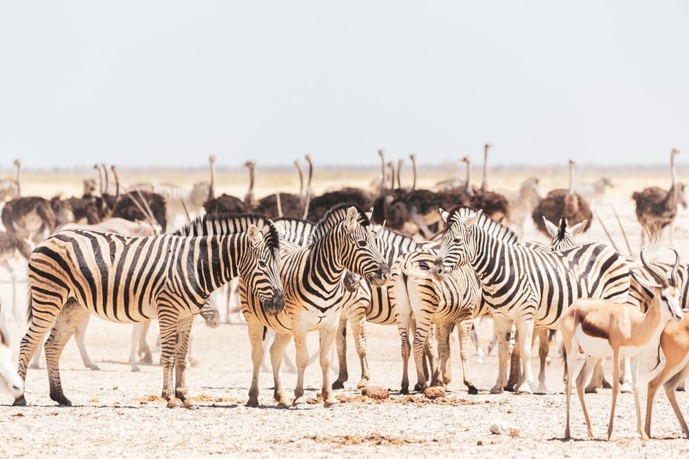 Thwane Safaris Namibia Photographic Safaris photograph 17
