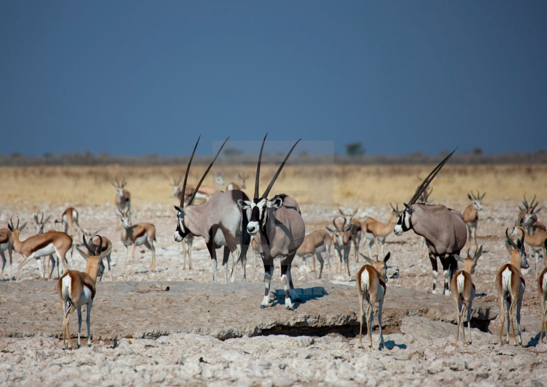 Thwane Safaris Namibia Photographic Safaris photograph 18