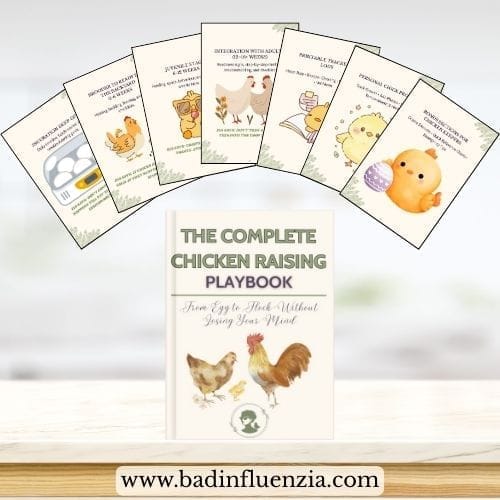 The Complete Chicken Raising Playbook