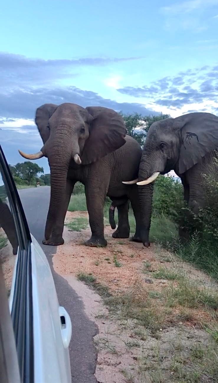 Elefantes muy cerca de un coche en la carretera en Kruger