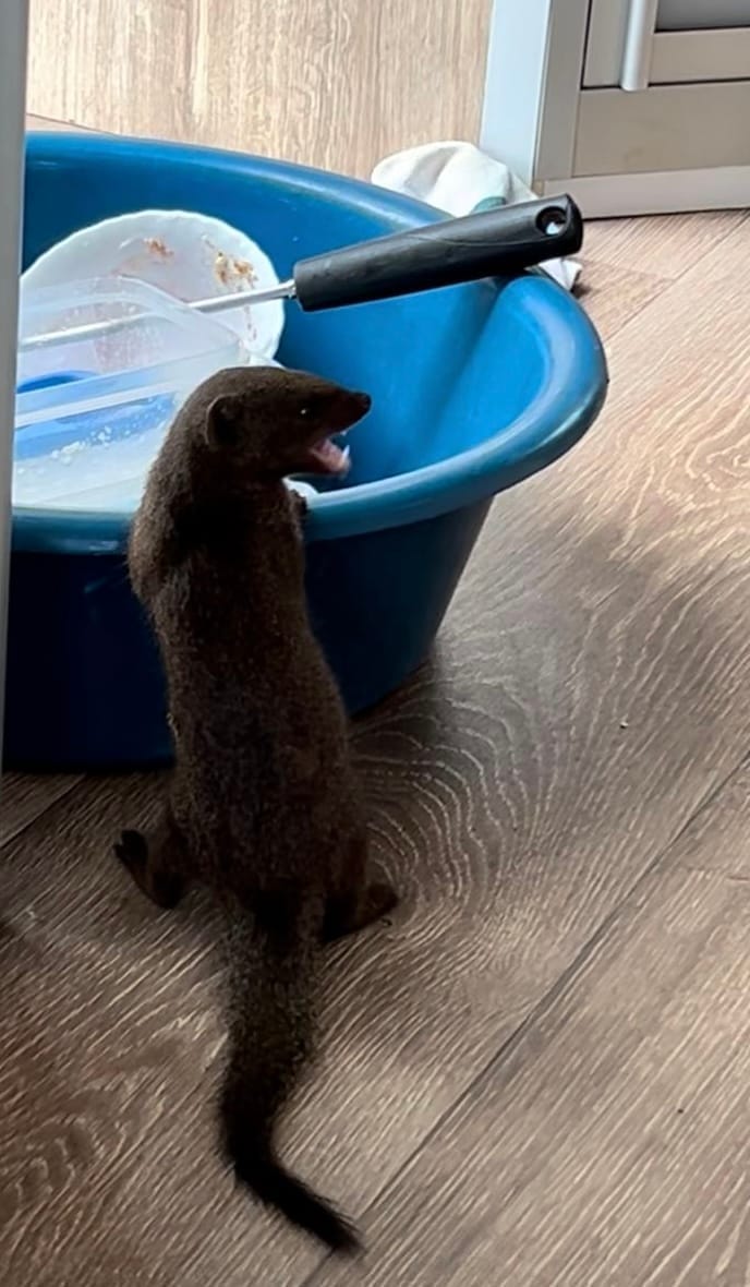 Mangosta dentro de nuestra autocaravana de BOBOCAMPER en un safari en Kruger por libre.