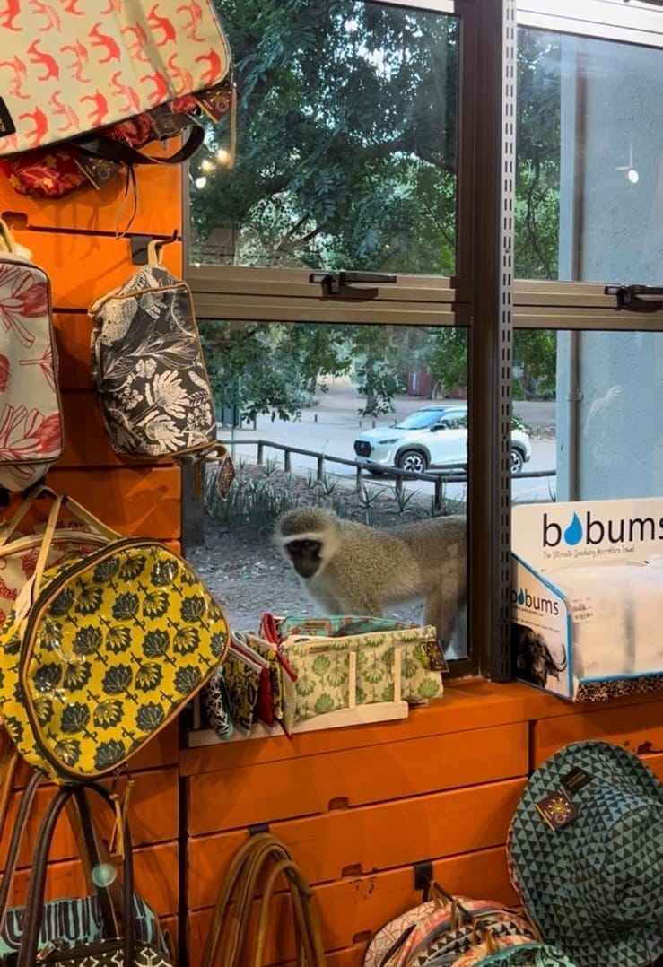 Supermercado con un mono detrás de la ventana en el parque nacional Kruger