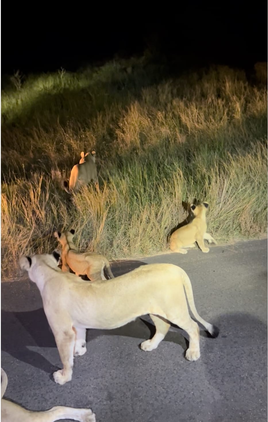 Leonas con cachorros en medio de la carretera en un safari nocturno en Kruger