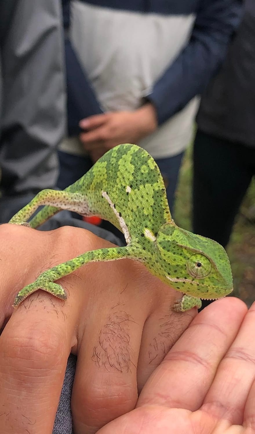 Camaleón en la caminata del parque nacional Kruger