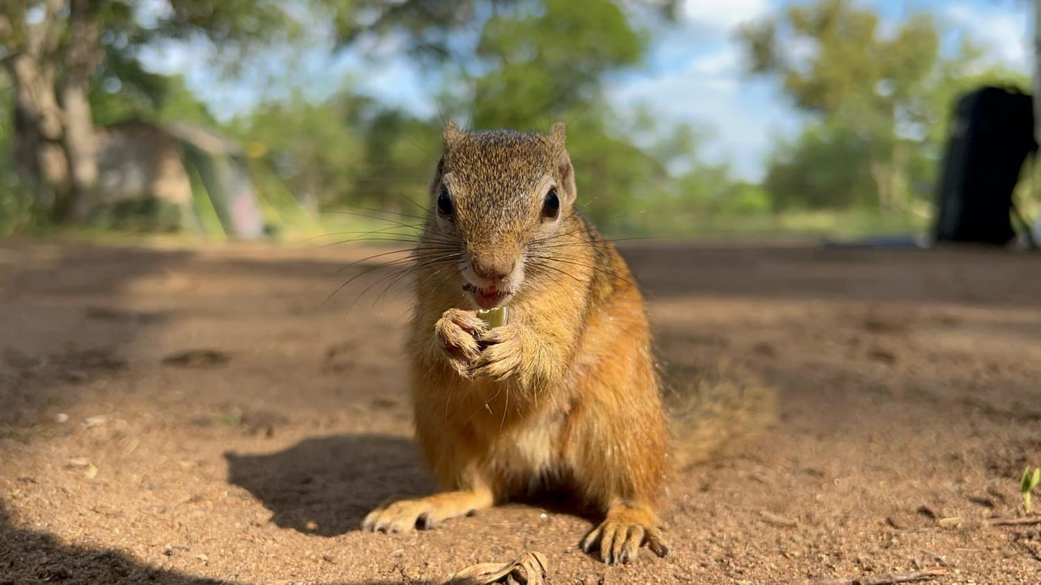 Una ardilla en los campings de Kruger, anima tu safari en Sudáfrica.