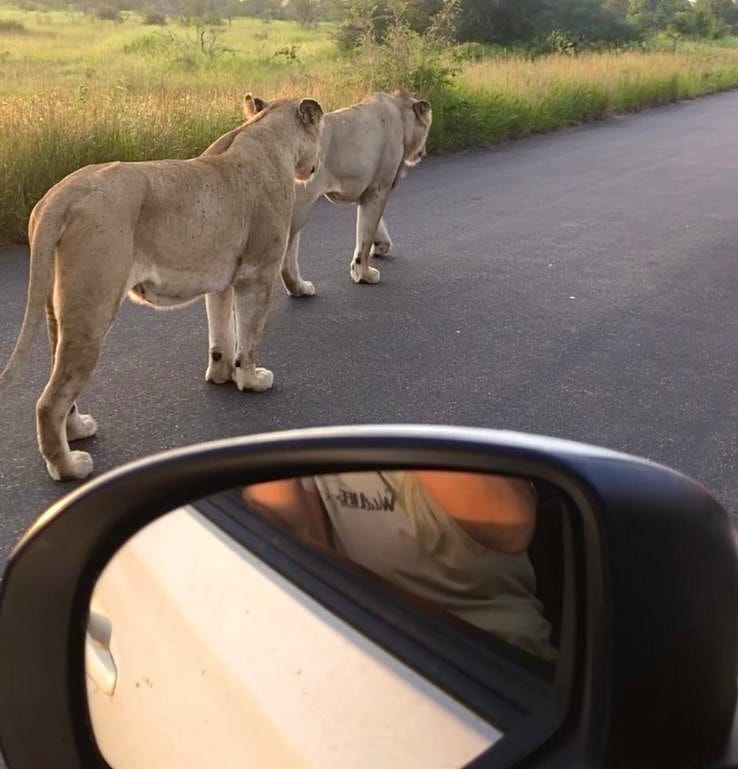 Leona en parque nacional Kruger en nuestro safari por nuestra cuenta.