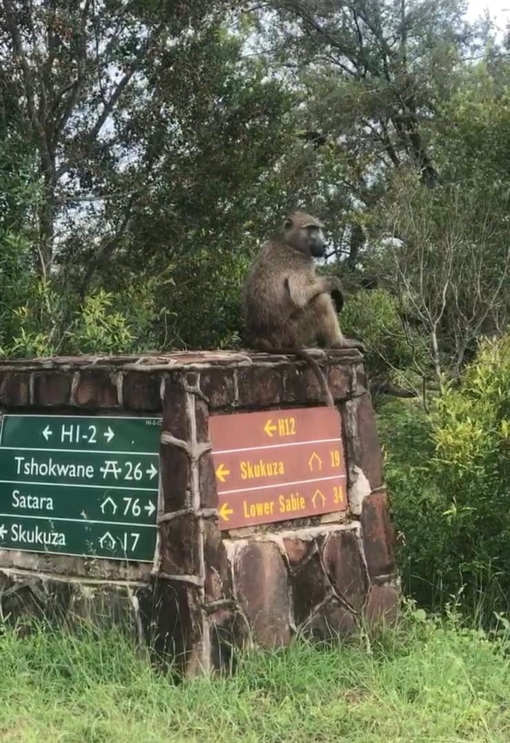 Babuino en la carretera sobre un cartel que señaliza los camping de Kruger.