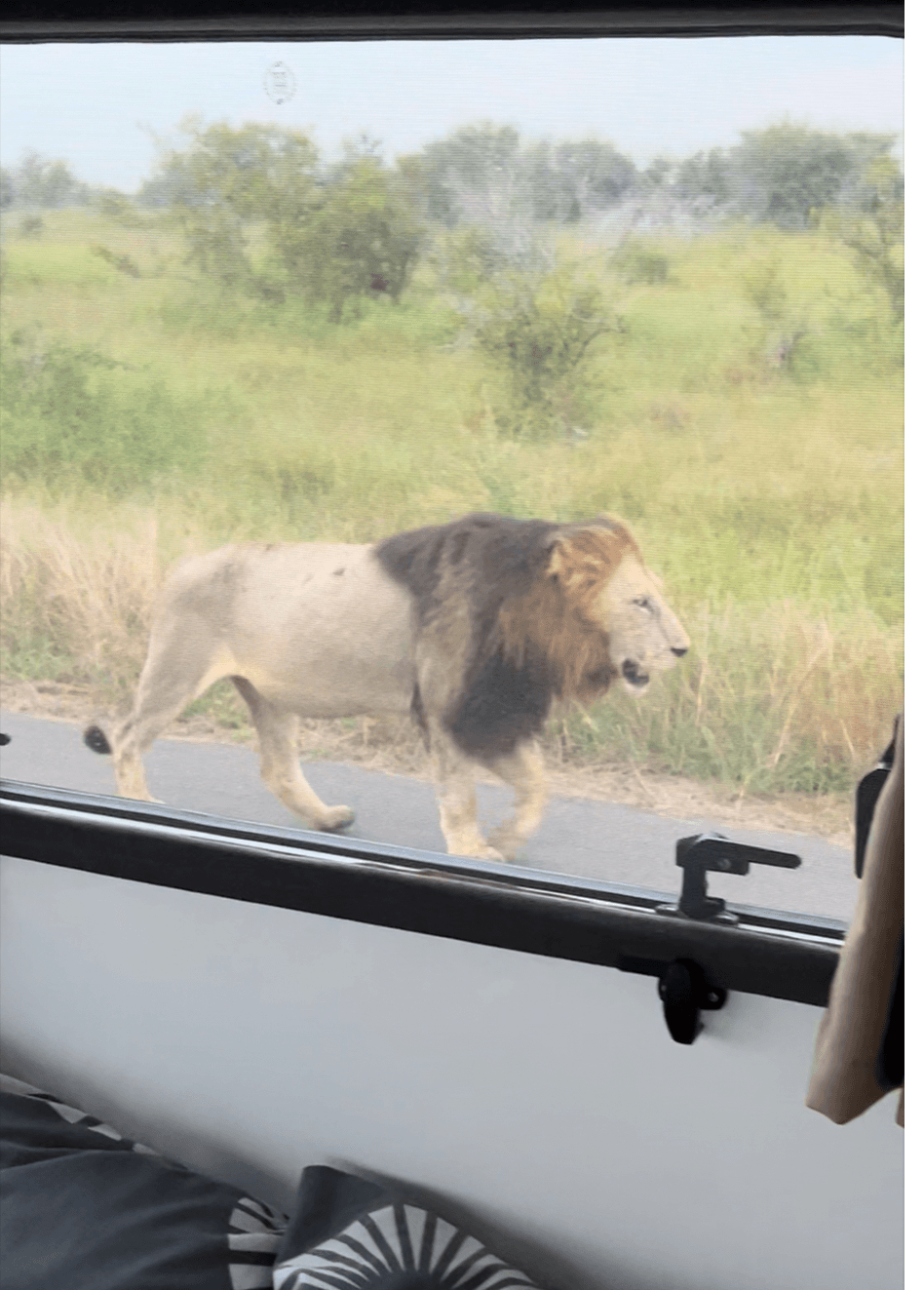 León macho en parque nacional Kruger, Sudáfrica, visto desde la Autocaravana