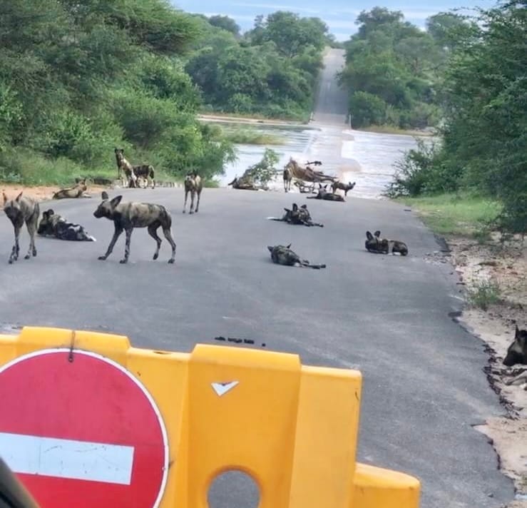 Perros salvajes, licaones o Wildogs vistos en nuestro safari por libre en Parque nacional Kruger