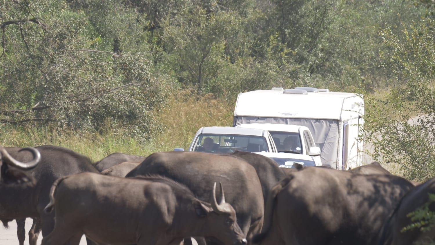Manada de búfalos en la carretera en un safari por libre en Kruger