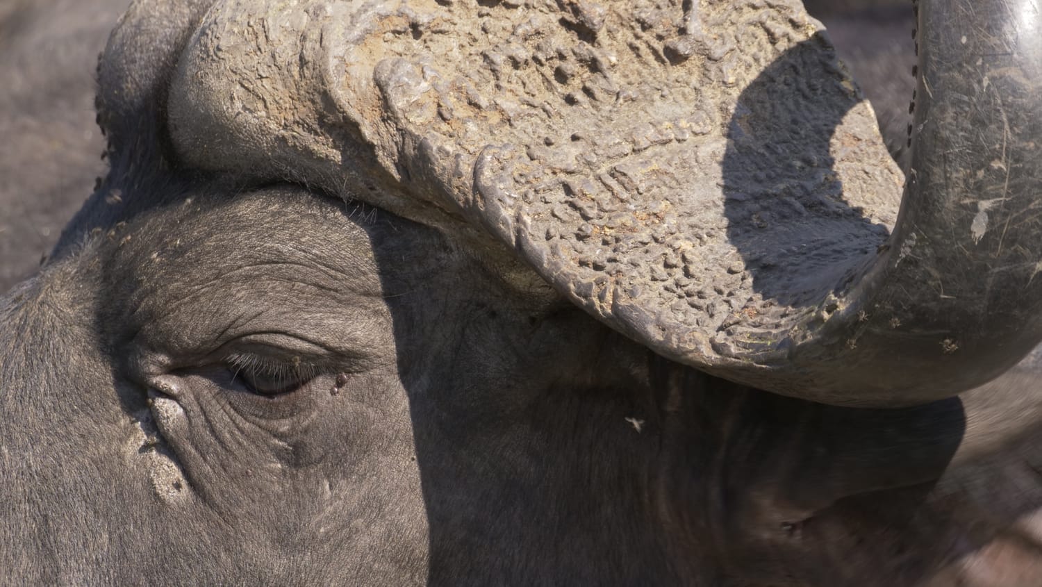 Retrato de un búfalo en el Parque Nacional Kruger, en el safari por libre.