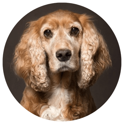 all about rosie and rosie & daisy digital