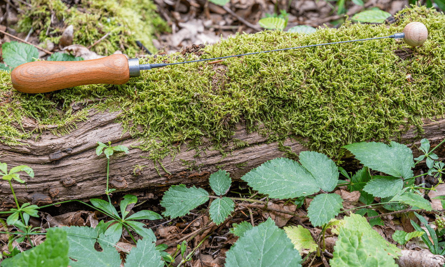 Sichere dir jetzt den Zugang zum Rutenkurs