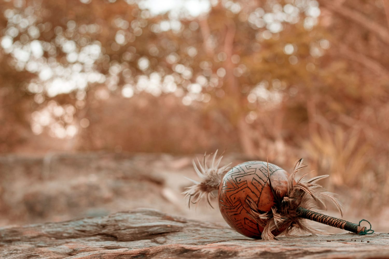 A beautiful image of a rattle in the jungle. Credit goes to Stefano Girardelli