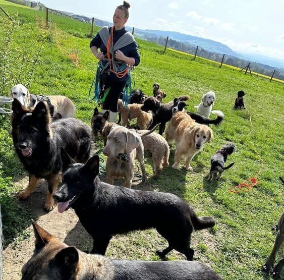 Christine bei der Arbeit mit ihren Hunden