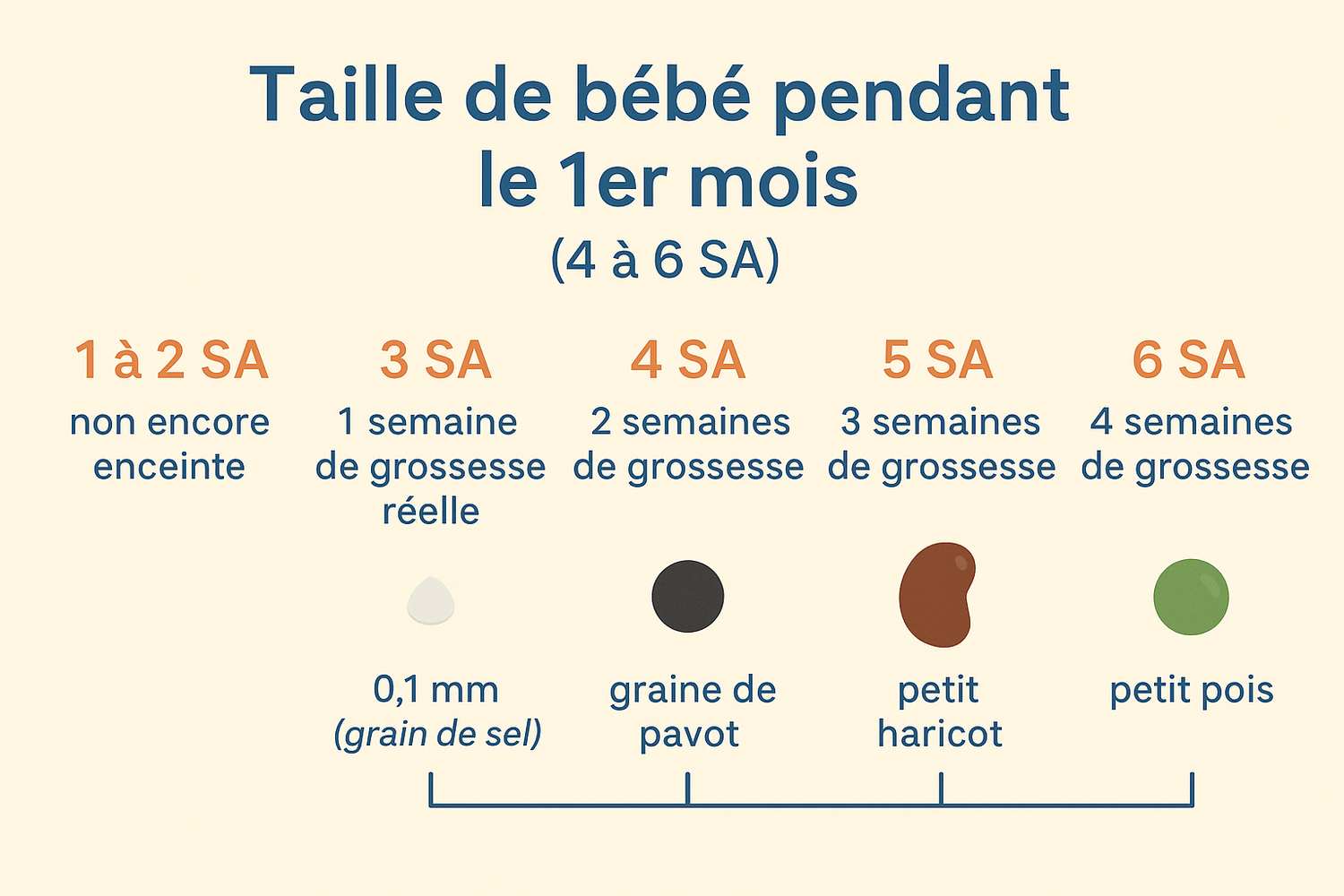 Schéma récapitulatif taille bébé premier trimestre grossesse