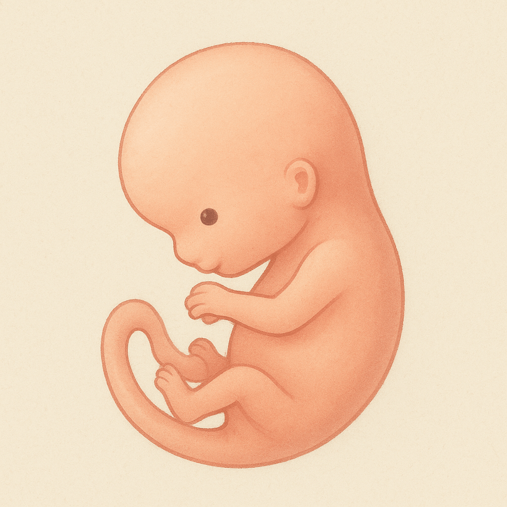 embryon dans le ventre