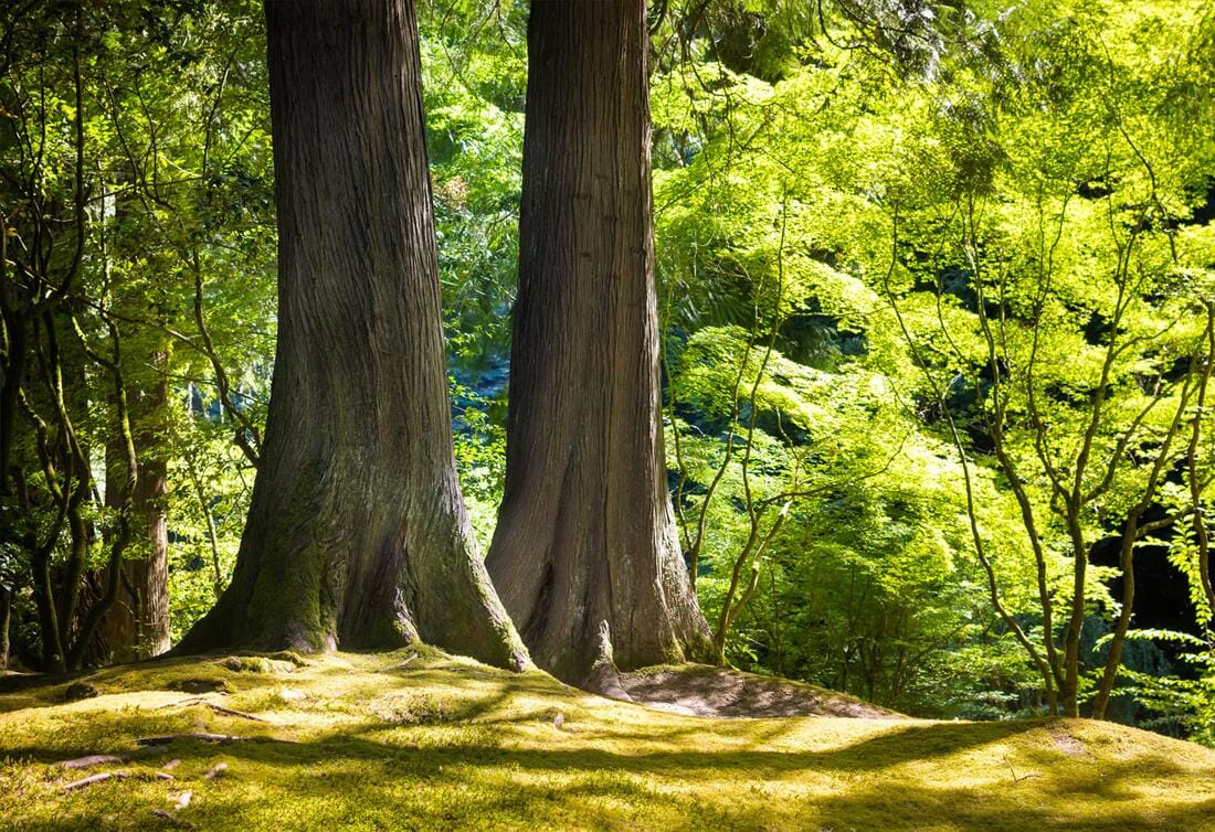 Due grandi alberi cresciuti insieme nel bosco