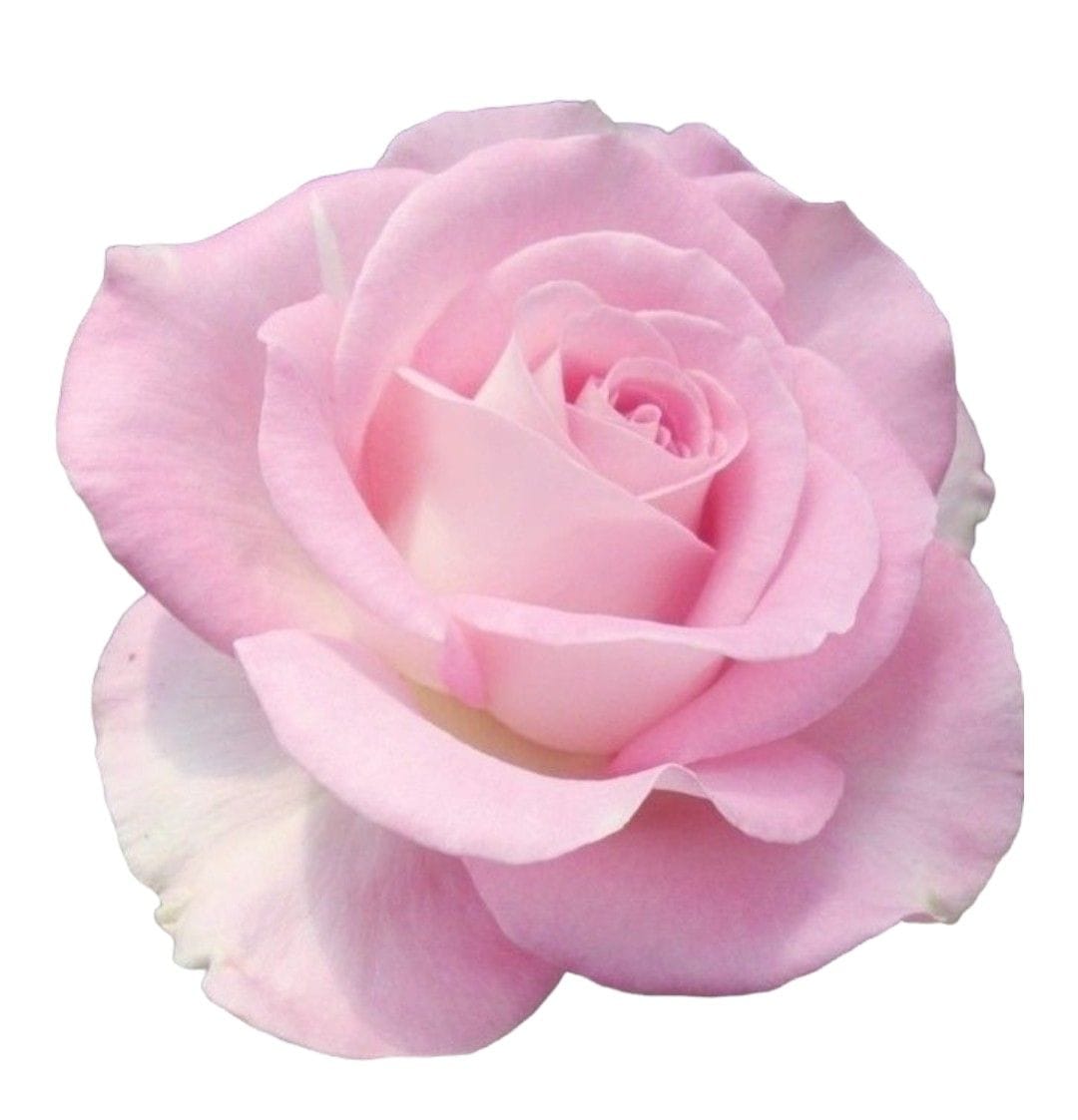 Emily, founder of English Rose Academy