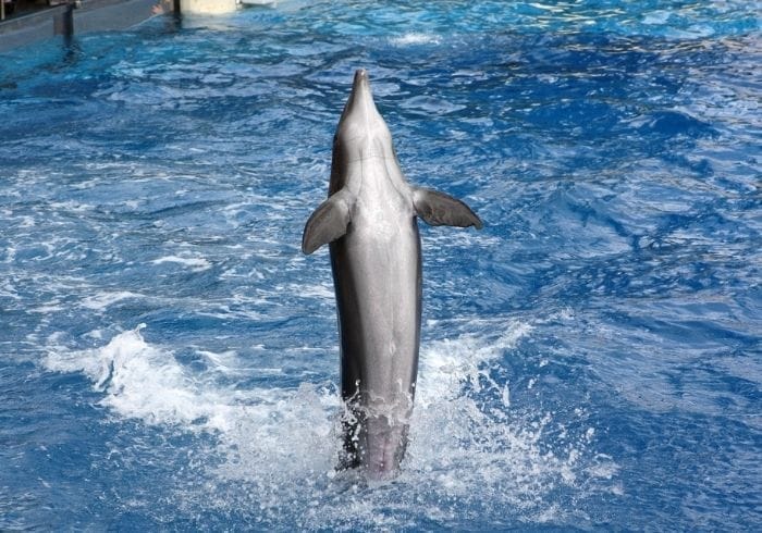 Dolphin swimming