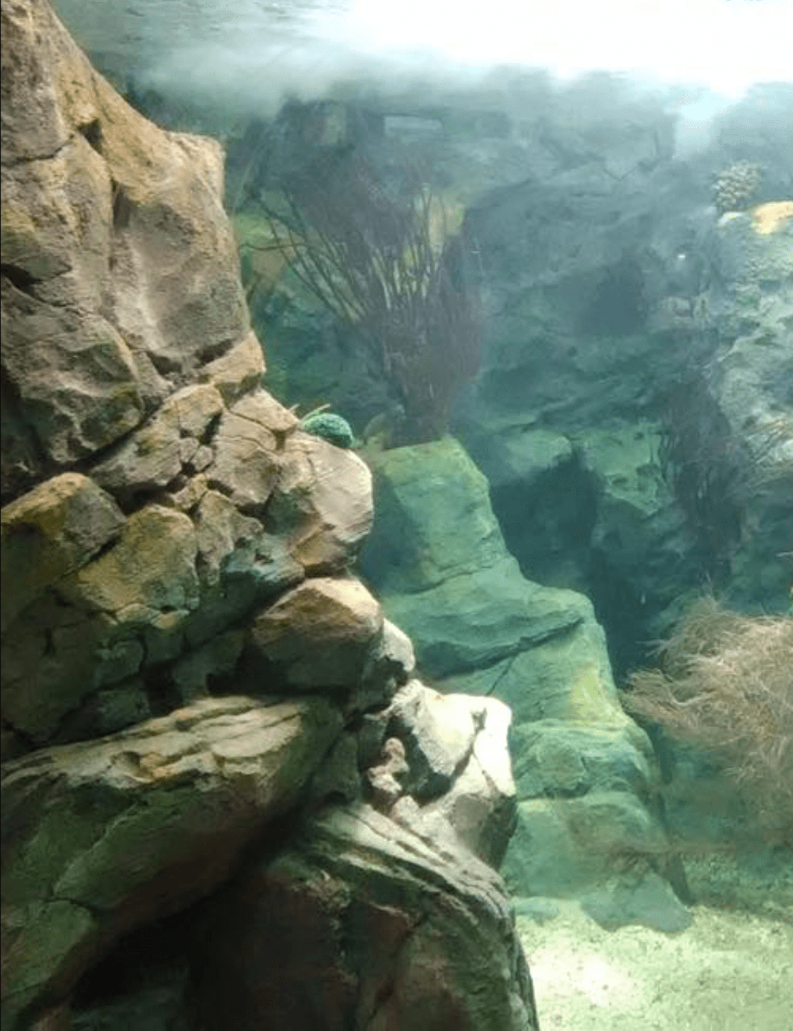 Décor tropical en faux arbre et béton sculpté réalisé pour l’Aquarium de la Guadeloupe 