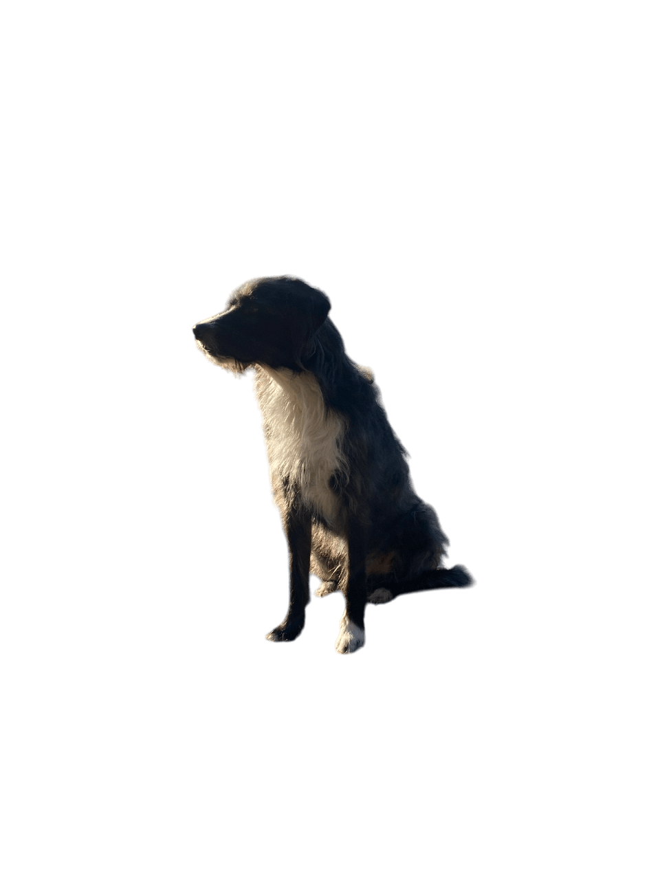 Dog Image
