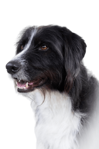 Dog Image
