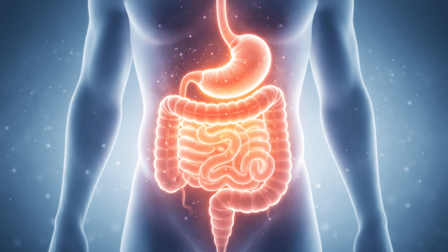 Glowing illustration of human digestive system showing stomach and intestines to represent gut microbiome health and digestion