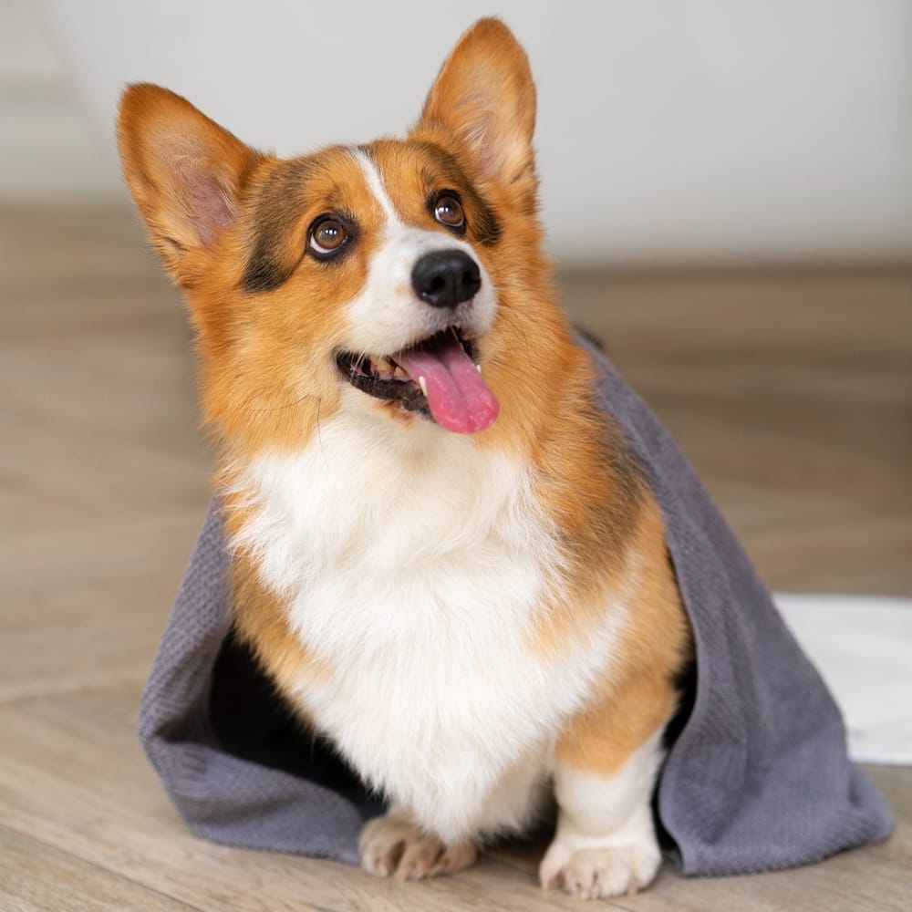 Chiot