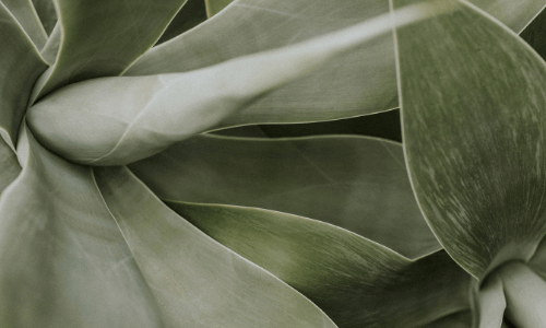 Les Paisibles - Séance unique 