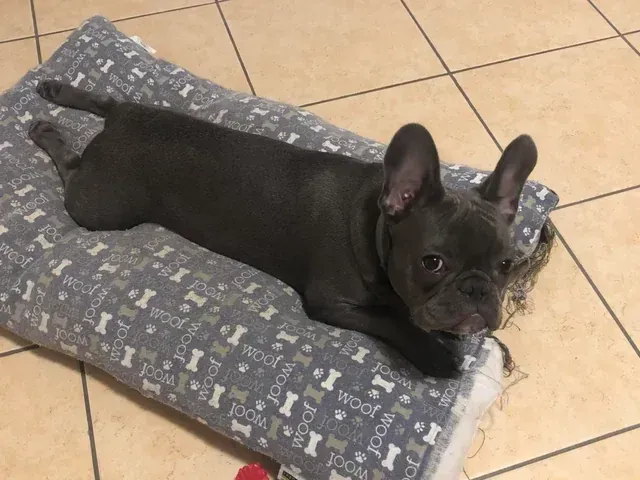 Frenchie Bella