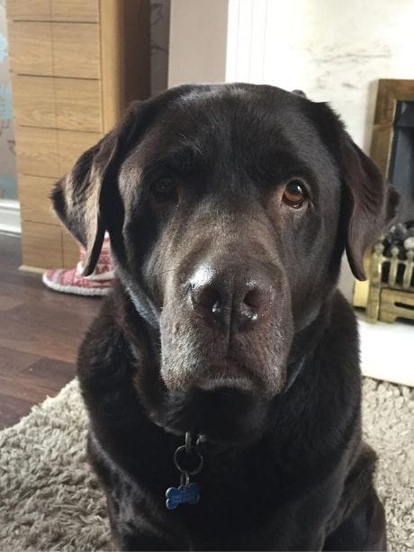 Sam, the much-loved black Labrador S.A.M Pet Services is named after