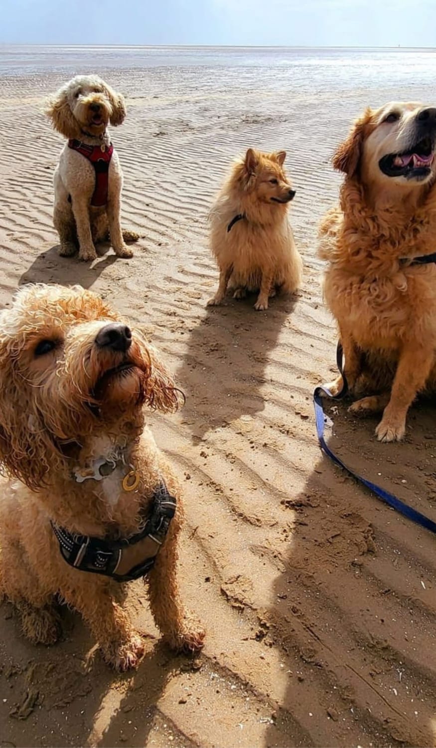 Four dogs at the beach on a beach adventure day