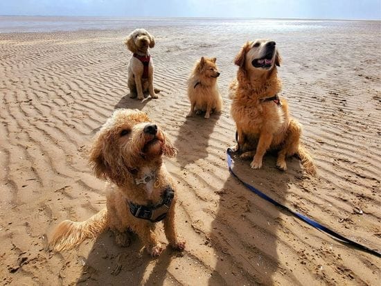 Four dogs sitting together on the beach