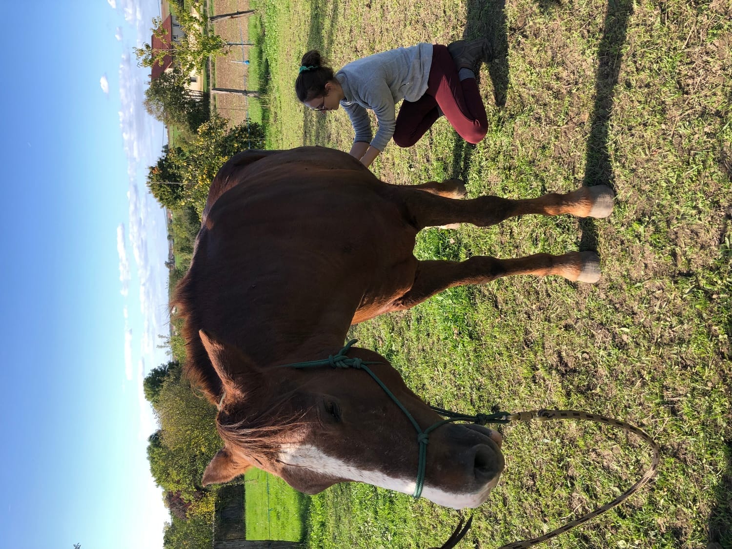 Séance shiatsu sur cheval – Brulange Moselle