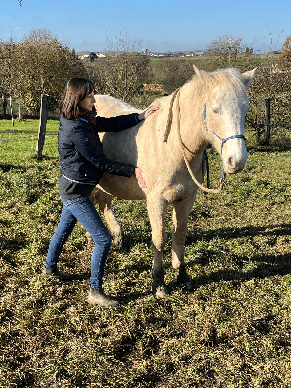 Séance shiatsu sur cheval – Brulange Moselle