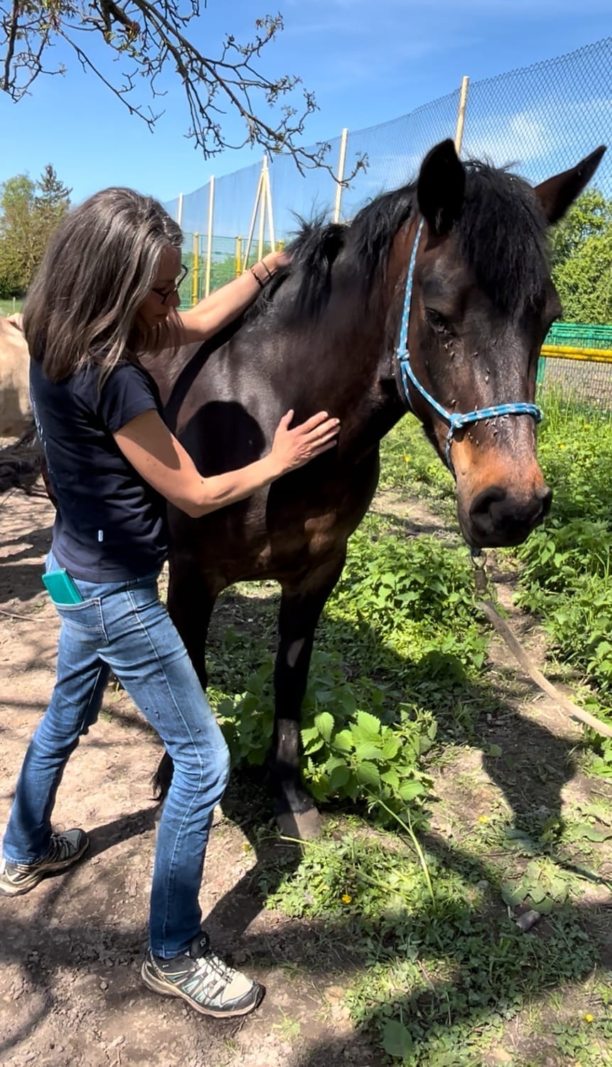 Cavalière apprentissage shiatsu équin