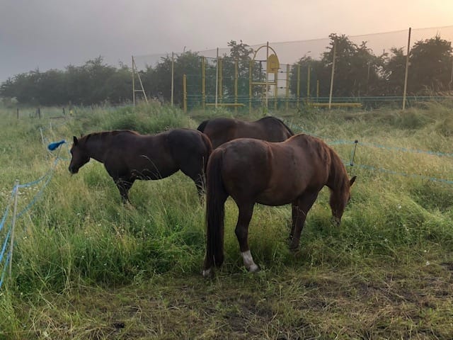 Chevaux paisibles dans le pré