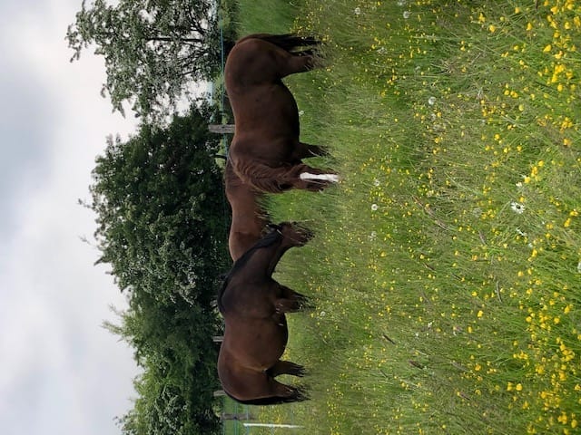 Chevaux paisibles dans la prairie