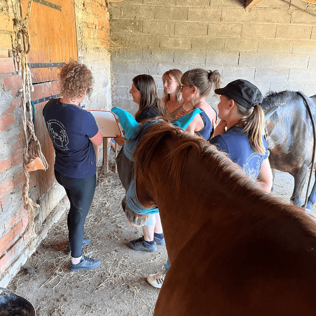 Cavalière apprentissage shiatsu équin