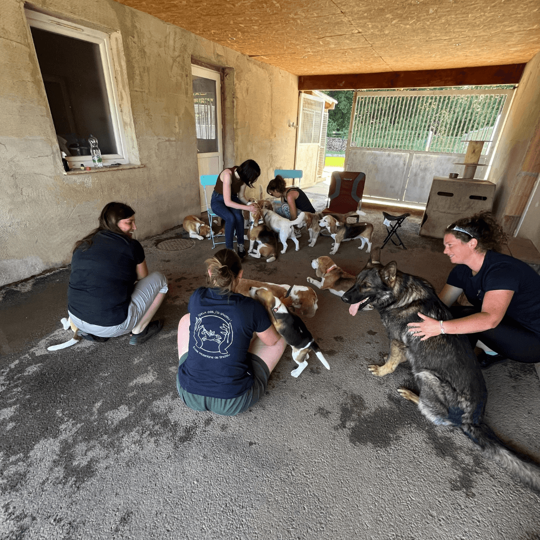 Cavalière apprentissage shiatsu équin