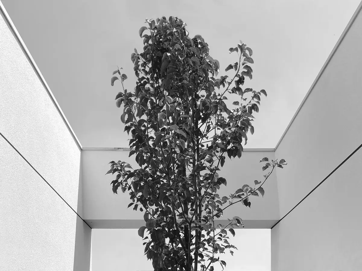 Integrazione tra natura e architettura: dettaglio architettonico di un albero integrato in un'apertura a soffitto di una villa moderna, progettata e curata dall'architetto Gianluca Perin.